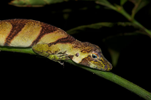 Banded Tree Anole (Anolis transversalis)