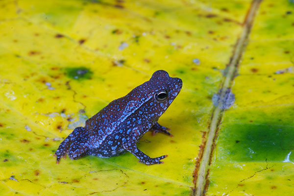 Crested Forest Toad (Rhinella "margaritifera")