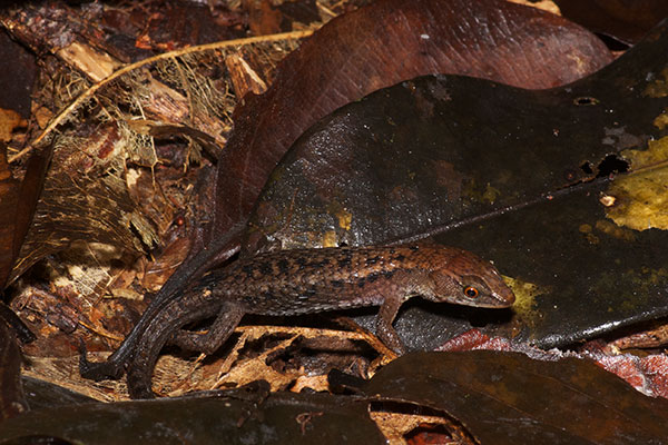 Black-bellied Forest Lizard (Alopoglossus atriventris)