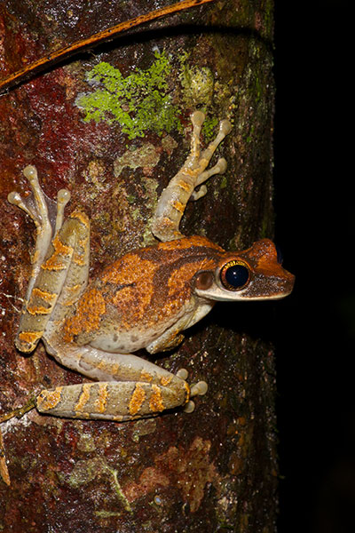 Flat-headed Bromeliad Treefrog (Osteocephalus planiceps)