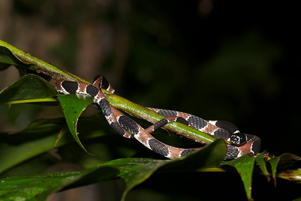 Ornate Snail-eating Snake (Dipsas catesbyi)