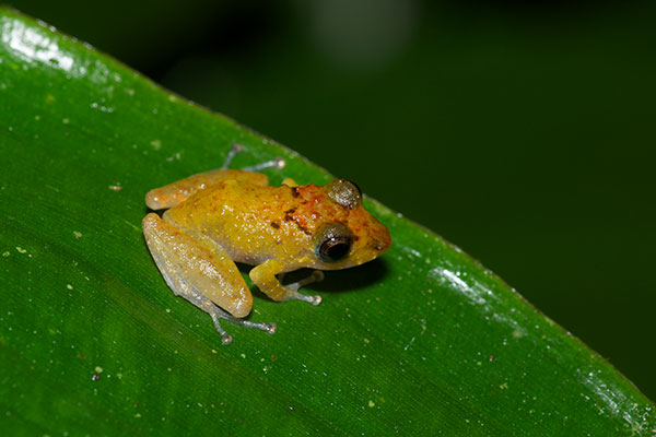 Luscombe’s Rain Frog (Pristimantis luscombei)