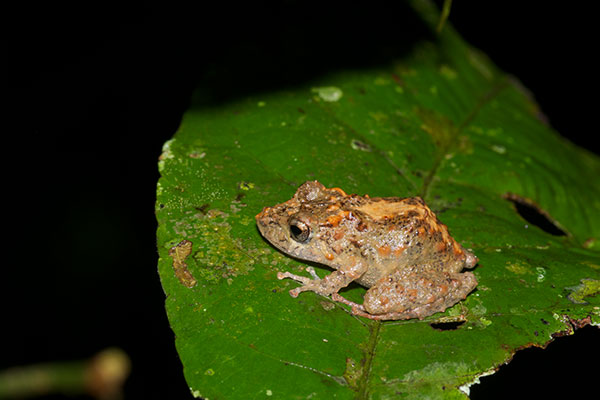 Puerto Almendras Rain Frog (Pristimantis academicus)