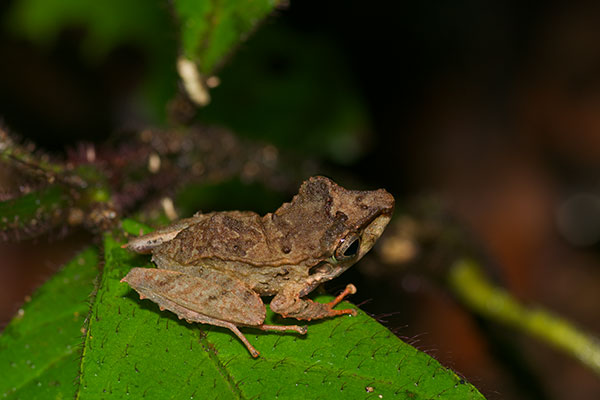 Striped-throated Rain Frog (Pristimantis lanthanites)