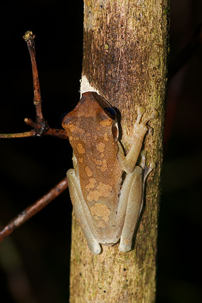 Mocking Bromeliad Treefrog (Osteocephalus deridens)