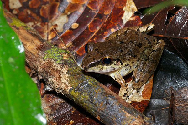 Peruvian Rain Frog (Pristimantis peruvianus)