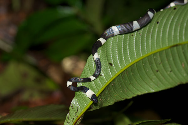 Banded Calico Snake (Oxyrhopus petolarius digitalis)