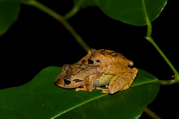 Carabaya Rain Frog (Pristimantis ockendeni)