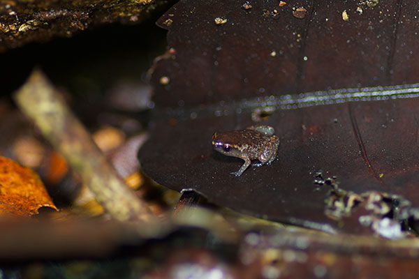 Carvalho’s Silent Frog (Chiasmocleis carvalhoi)