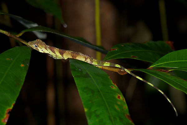 Banded Tree Anole (Anolis transversalis)