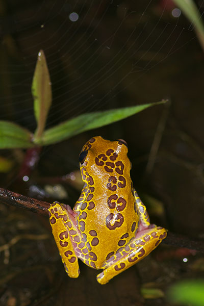 Variable Clown Treefrog (Dendropsophus triangulum)