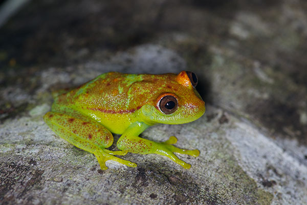 Polkadot Treefrog (Boana punctata)