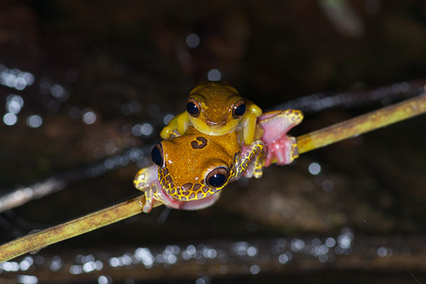 Variable Clown Treefrog (Dendropsophus triangulum)