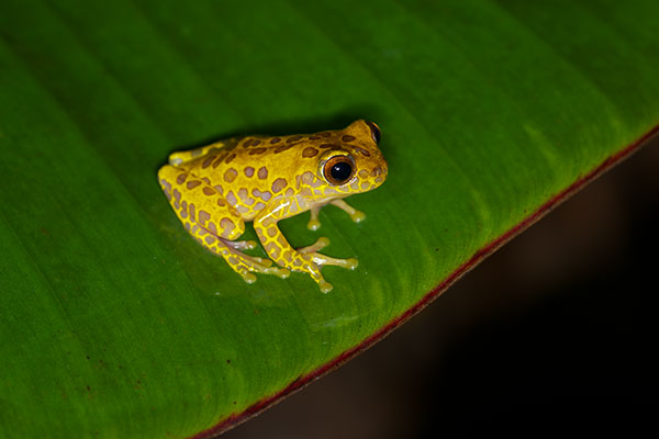 Variable Clown Treefrog (Dendropsophus triangulum)