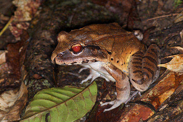 Smokey Jungle Frog (Leptodactylus pentadactylus)