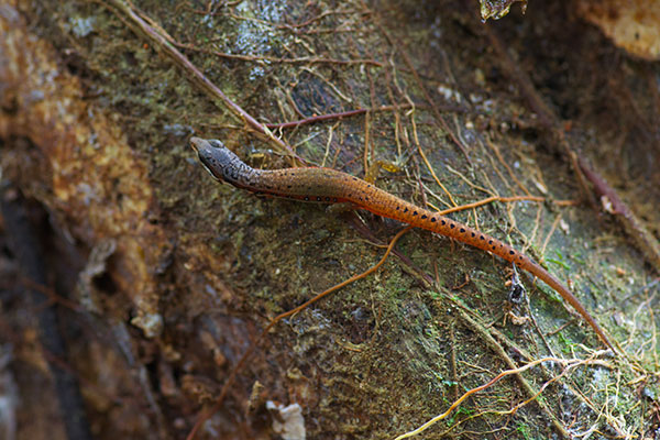 Elegant Eyed Lizard (Cercosaura argula)