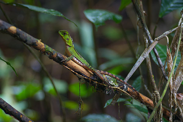 Amazon Forest Dragon (Enyalioides laticeps)