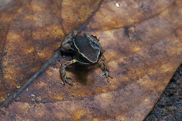 Spotted-thighed Poison Frog (Allobates femoralis)