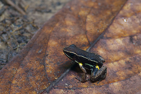 Spotted-thighed Poison Frog (Allobates femoralis)