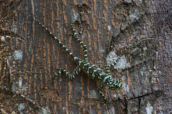 undescribed species (Plica cf. plica)