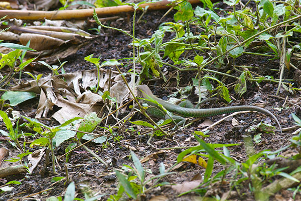 Giant Ameiva (Ameiva ameiva)