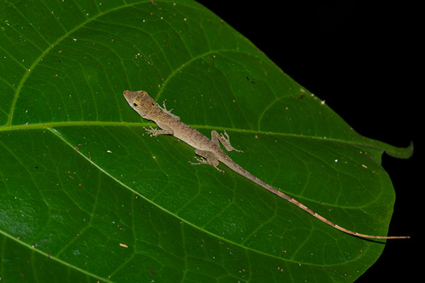 Brown-eared Anole (Anolis fuscoauratus)