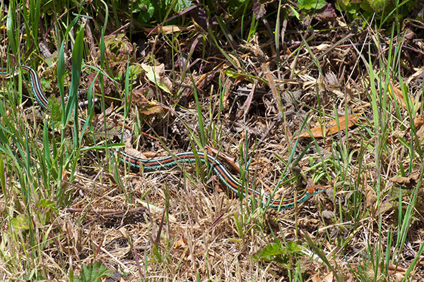 San Francisco Gartersnake (Thamnophis sirtalis tetrataenia)