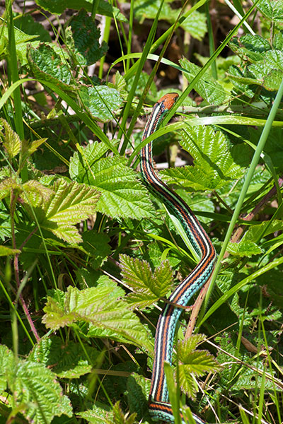 San Francisco Gartersnake (Thamnophis sirtalis tetrataenia)