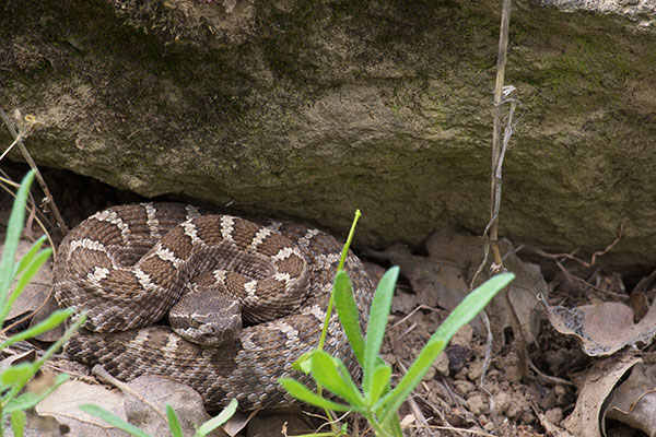 Northern Pacific Rattlesnake (Crotalus oreganus oreganus)