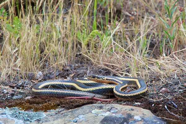 Alameda Striped Racer (Masticophis lateralis euryxanthus)