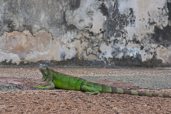 Green Iguana (Iguana iguana)