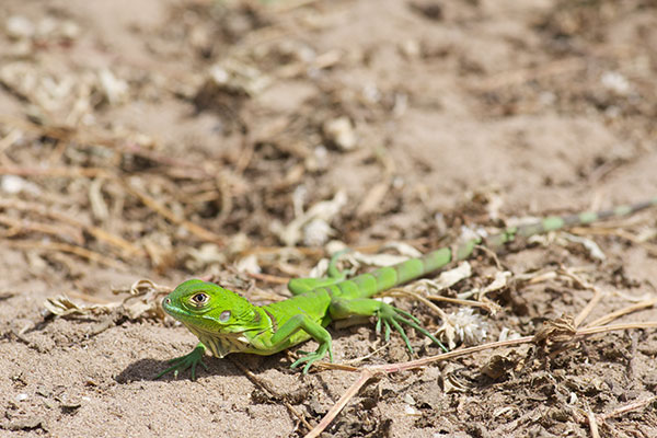 Green Iguana (Iguana iguana)