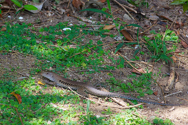 Puerto Rican Giant Ameiva (Pholidoscelis exsul exsul)