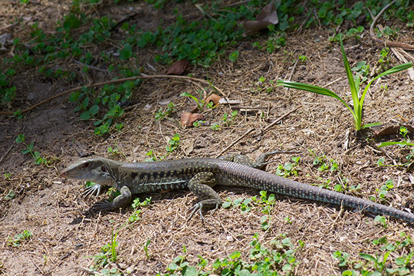 Puerto Rican Giant Ameiva (Pholidoscelis exsul exsul)