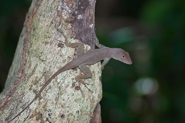 Puerto Rican Crested Anole (Anolis cristatellus cristatellus)