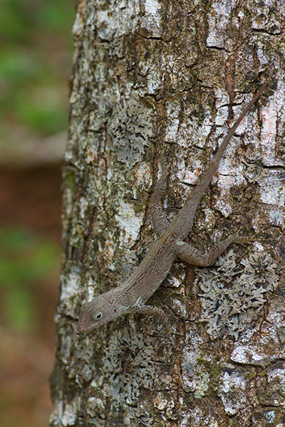 Puerto Rican Crested Anole (Anolis cristatellus cristatellus)