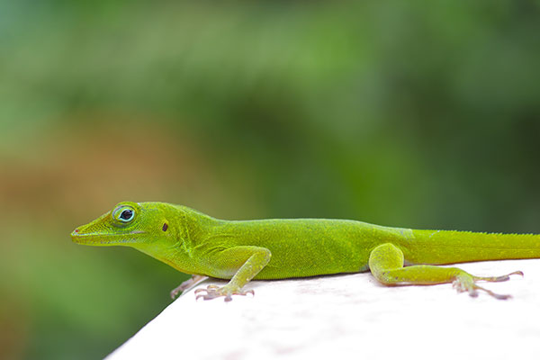 Puerto Rican Emerald Anole (Anolis evermanni)