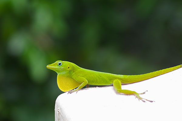 Puerto Rican Emerald Anole (Anolis evermanni)