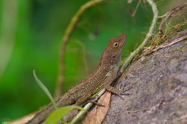 Puerto Rican Crested Anole (Anolis cristatellus cristatellus)