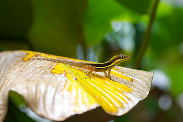 Olive Bush Anole (Anolis krugi)