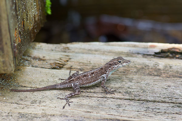 Puerto Rican Crested Anole (Anolis cristatellus cristatellus)