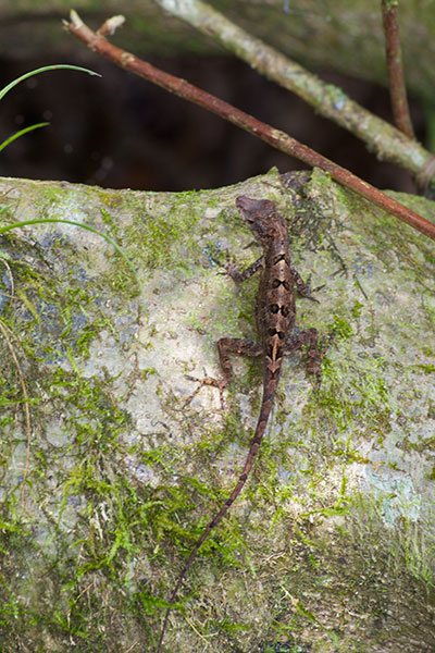 Puerto Rican Crested Anole (Anolis cristatellus cristatellus)