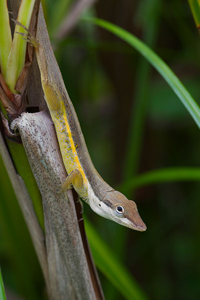 Puerto Rican Bush Anole (Anolis pulchellus)