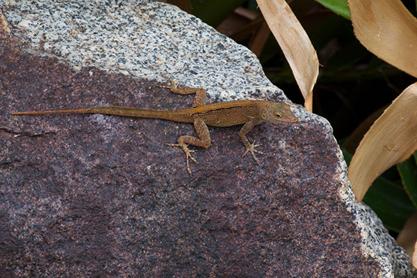 Puerto Rican Crested Anole (Anolis cristatellus cristatellus)