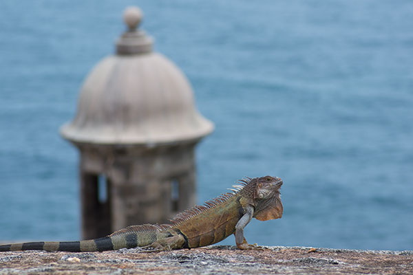 Green Iguana (Iguana iguana)