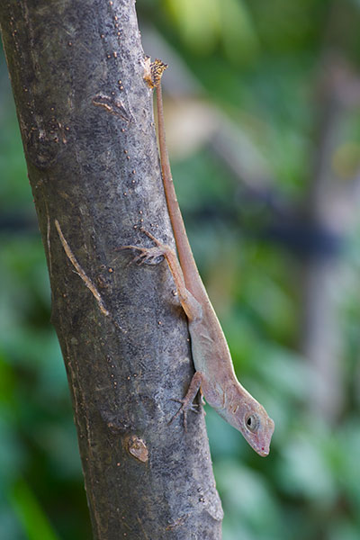 Eastern Crested Anole (Anolis cristatellus wileyae)