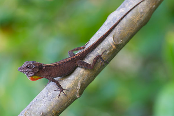 Eastern Crested Anole (Anolis cristatellus wileyae)