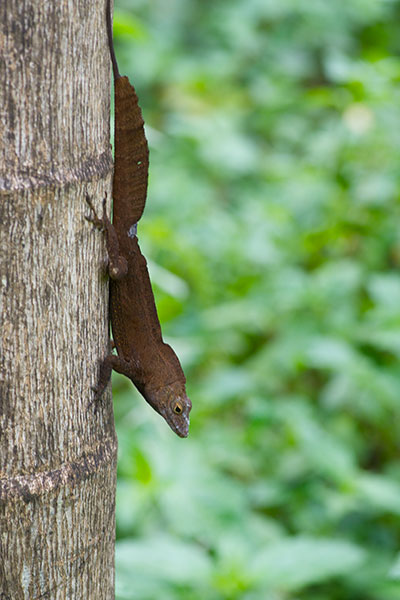 Eastern Crested Anole (Anolis cristatellus wileyae)