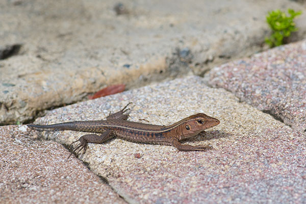 Puerto Rican Giant Ameiva (Pholidoscelis exsul exsul)