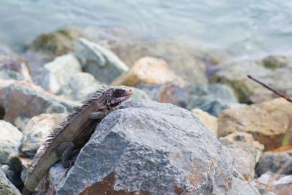 Green Iguana (Iguana iguana)